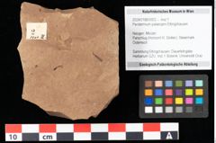 Foto (Objekt + Etikett) von Peridermium palaeopini Ettingshausen (NHMW-GEO-2024-0188-0002)